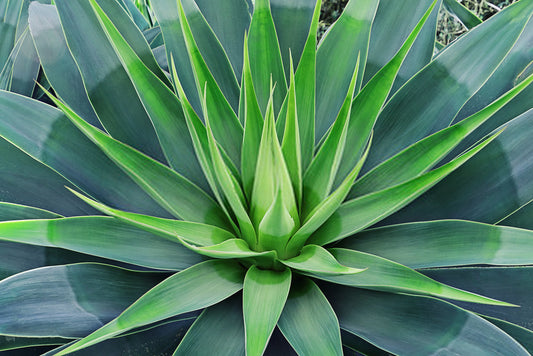 Agave