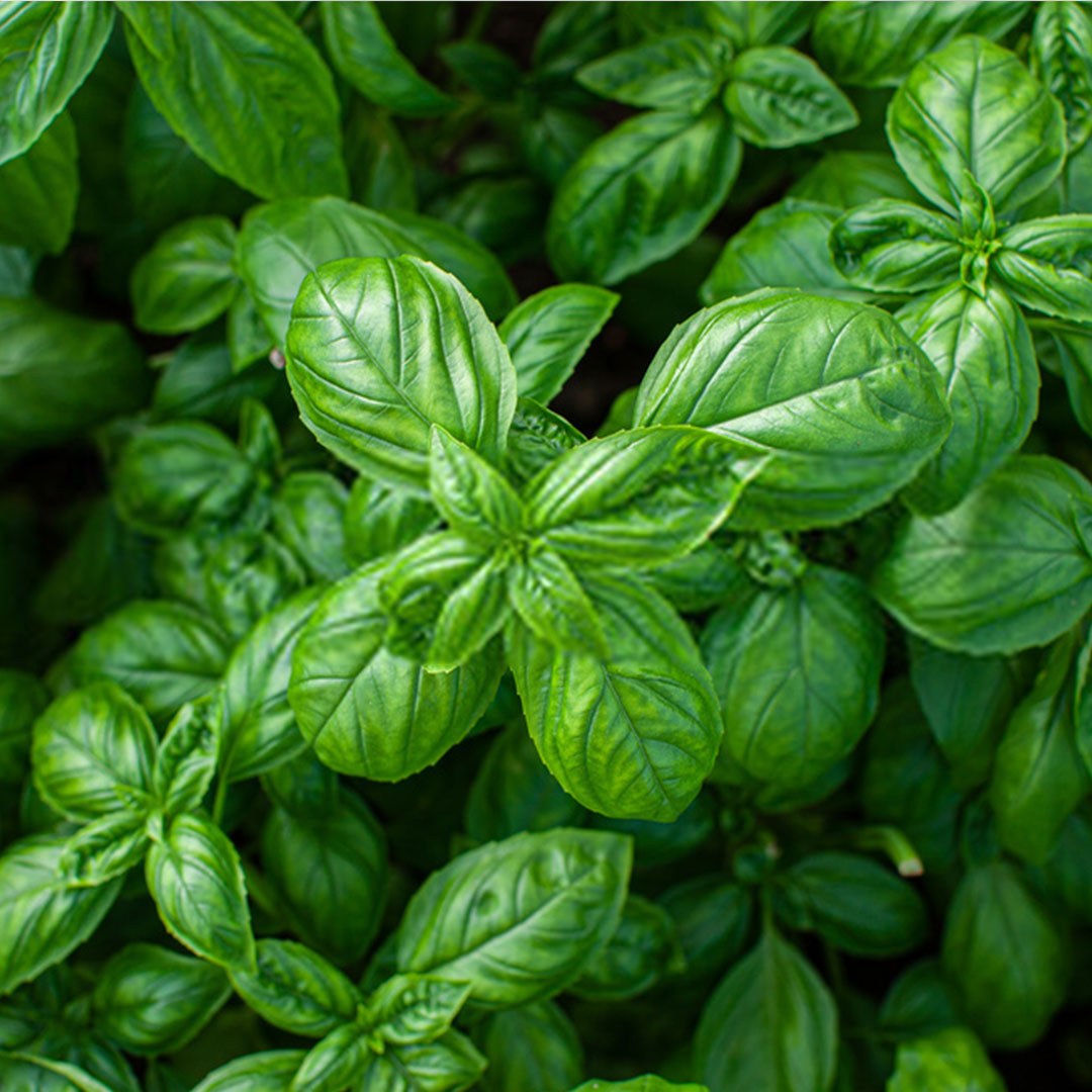 Basilic exotique
