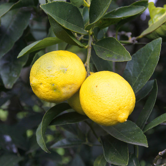 Citron Meyer
