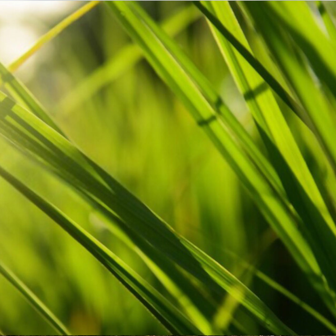 Lemongrass - Blog