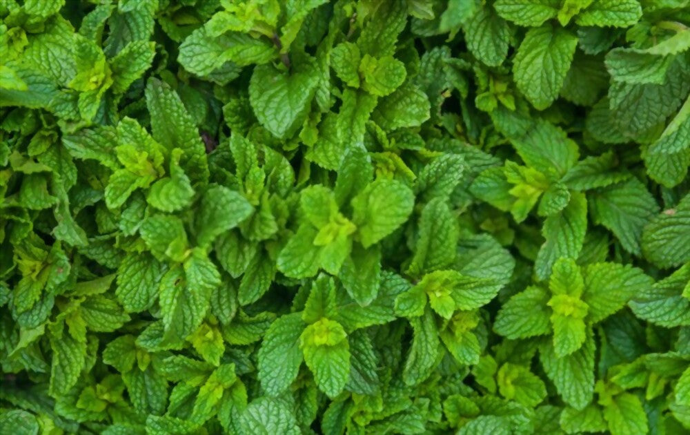 Menthe poivrée