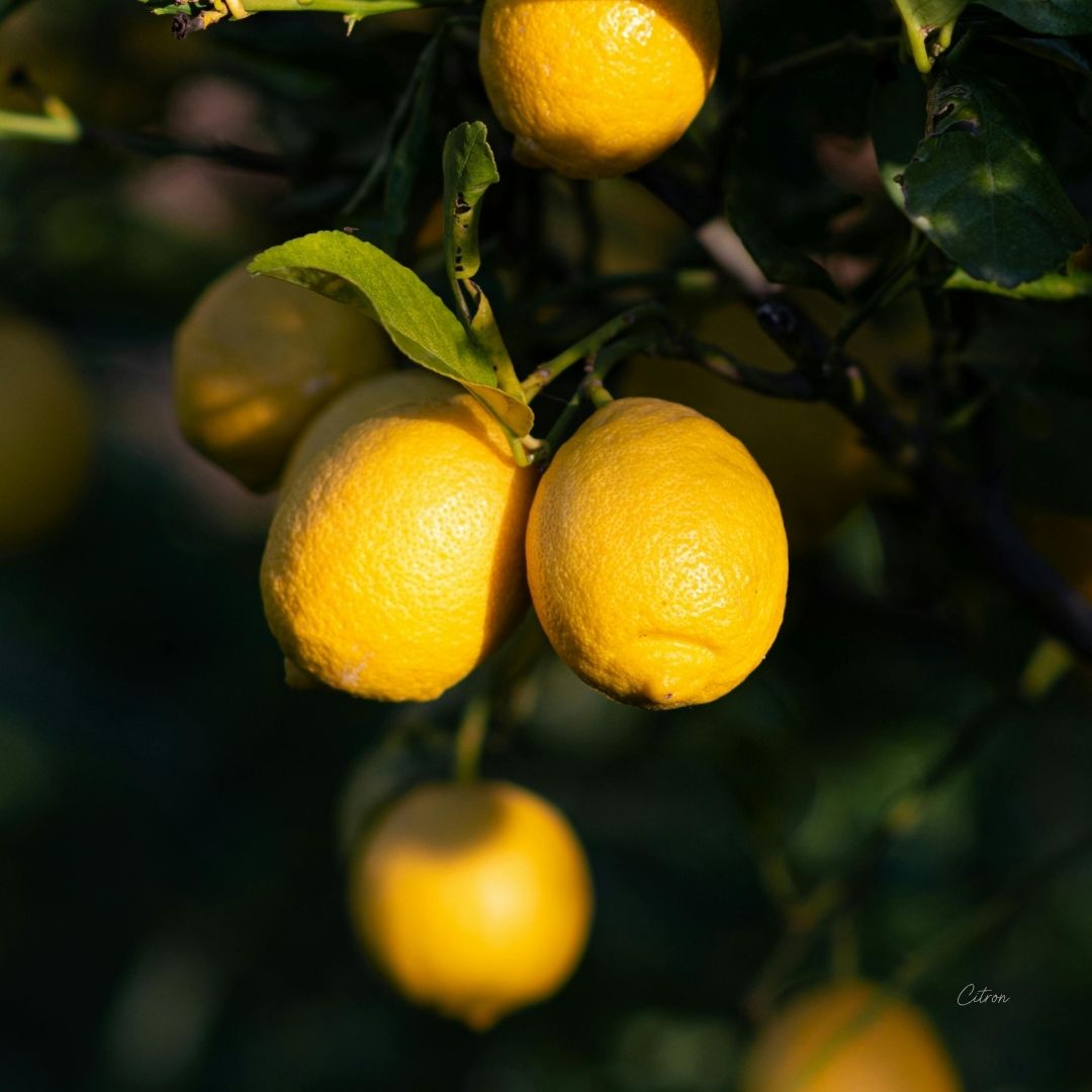 Citron