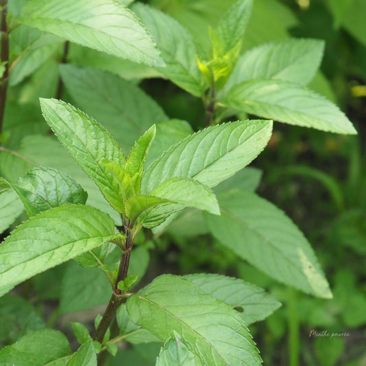 Menthe poivrée