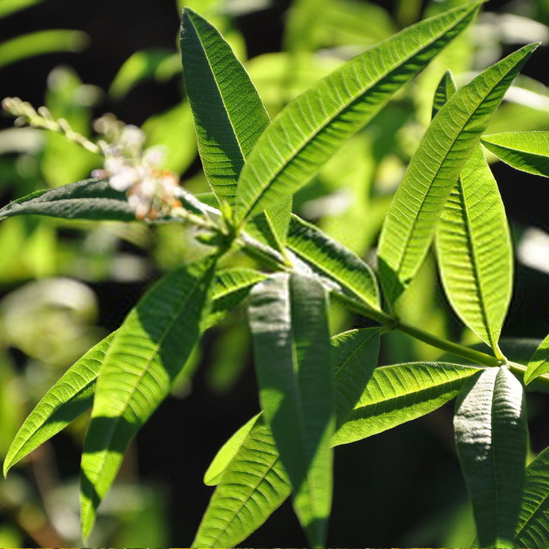Verveine citronnée
