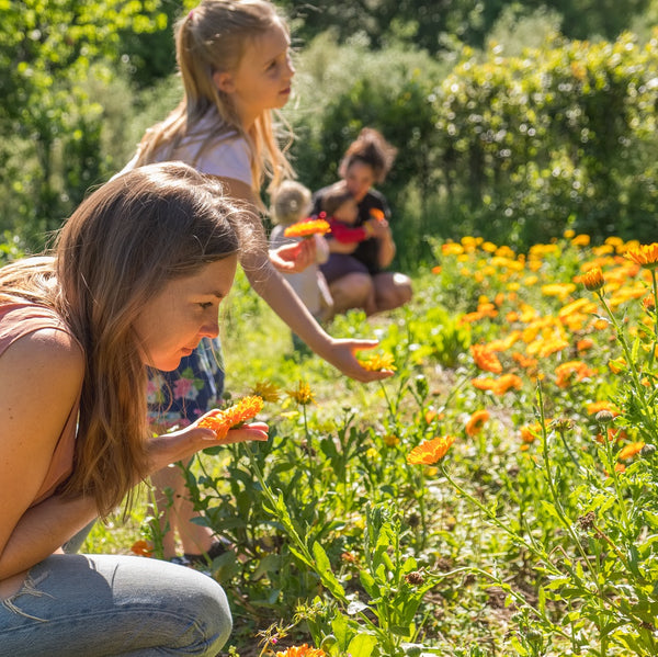 Visite du jardin aromatique