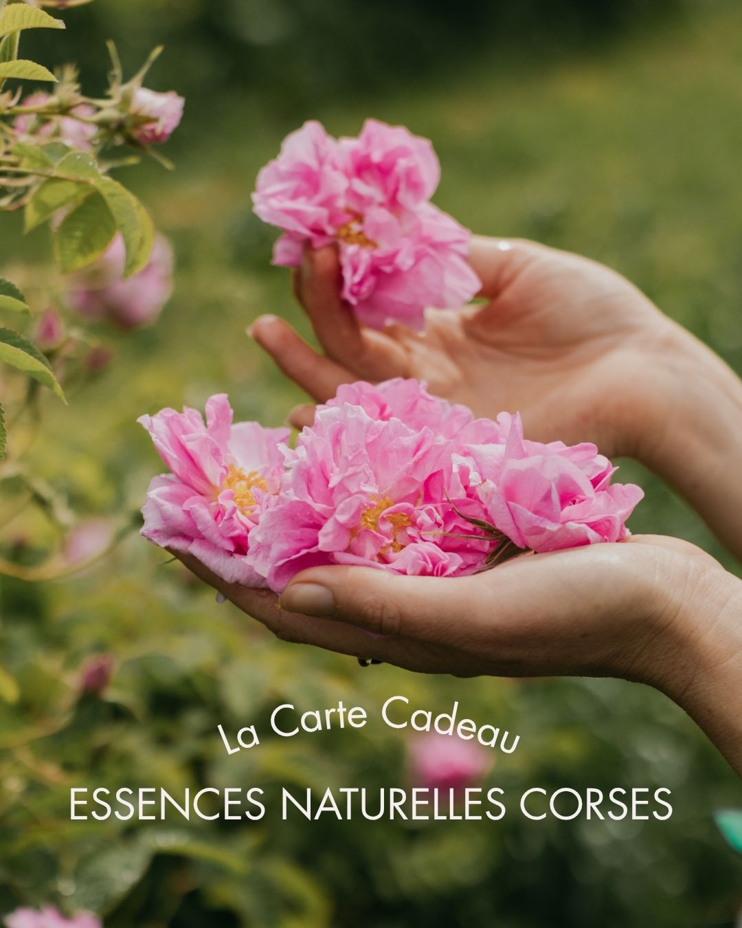 Carte cadeau Essences Naturelles Corses