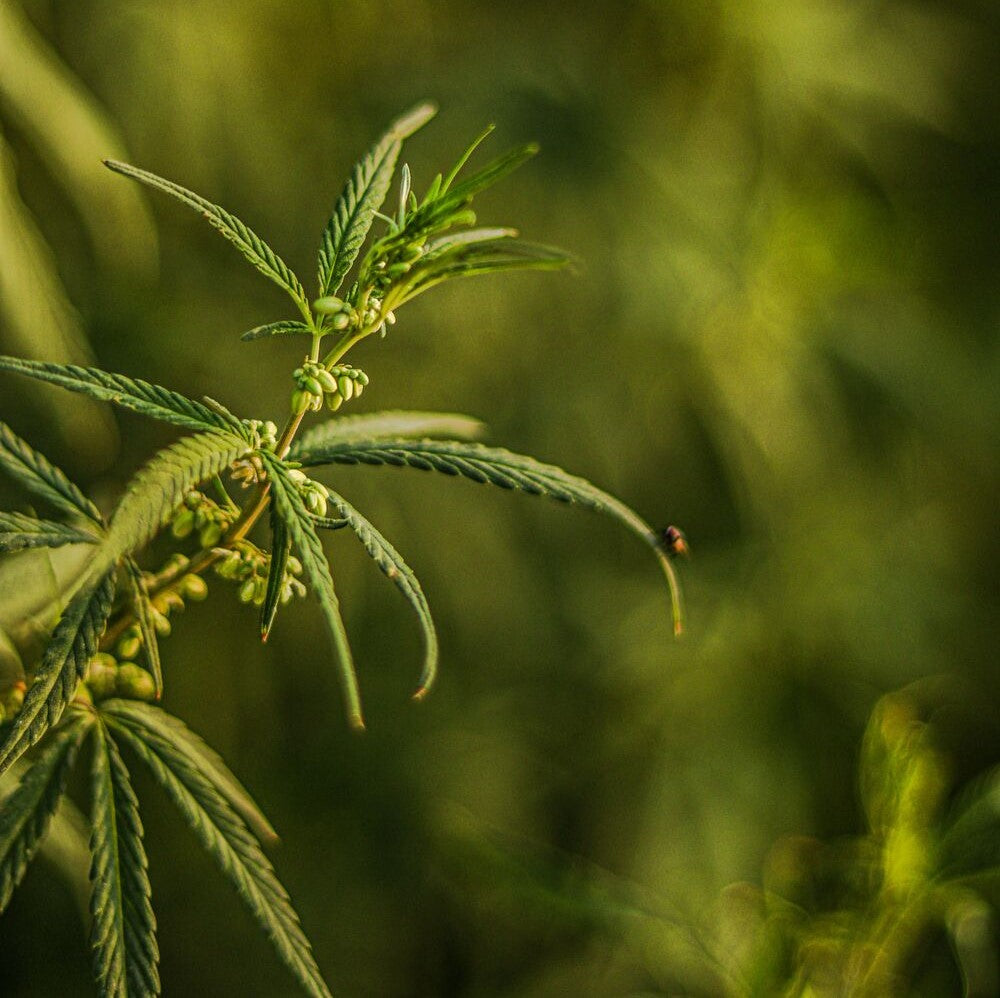 Plant de chanvre
