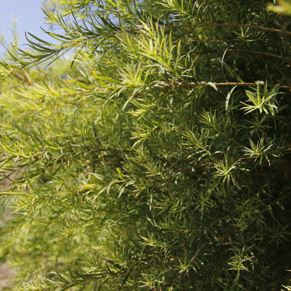 Huile essentielle Tea tree corse biodynamie - 10ml